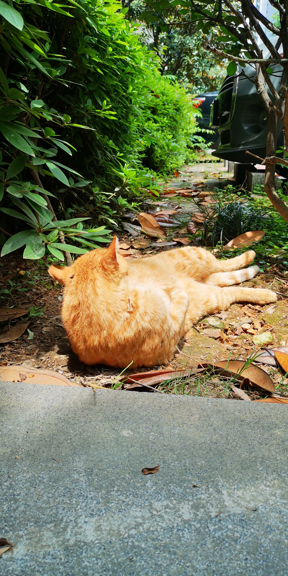 做一只有人投喂的流浪猫其实也不错