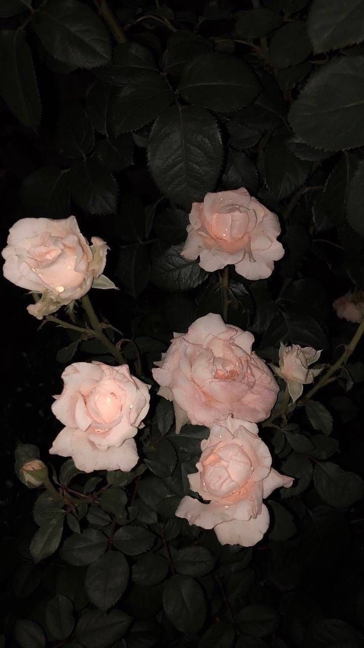 留长头发吧 在风吹动的时候把心吹动