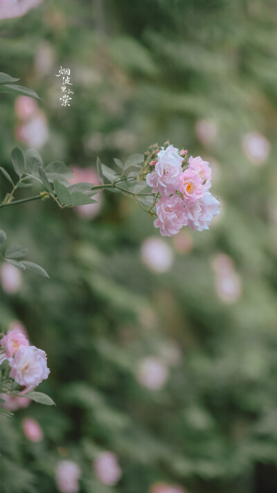 #我们去踏青吧# #阡陌花开#
【蔷薇】一路繁花
摄影@烟波里的棠