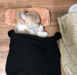 精选男生头像【图图兽】