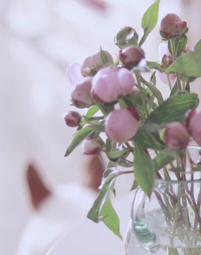 芍药 花 @周青蔚