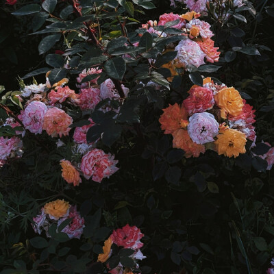 ¨̮ ᴴᴬᵛᴱ ᴬ ᴳᴼᴼᴰ ᵀᴵᴹᴱ
这组从一些博主那里裁剪的 还没修过 可以二改
દ ᵕ̈ ૩ ☁️