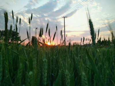 田野·落日·云