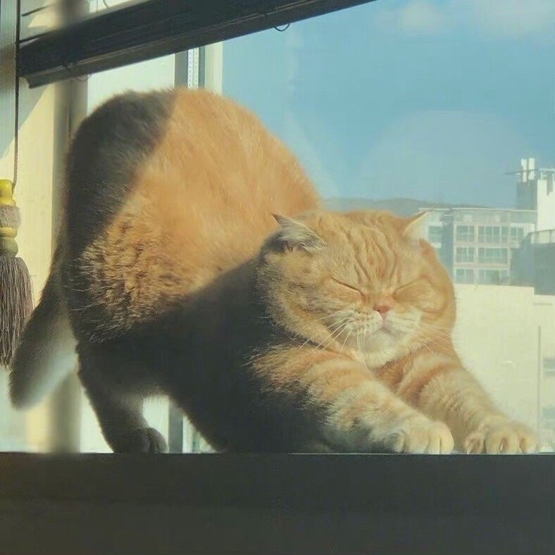 肥肥的可爱橘猫