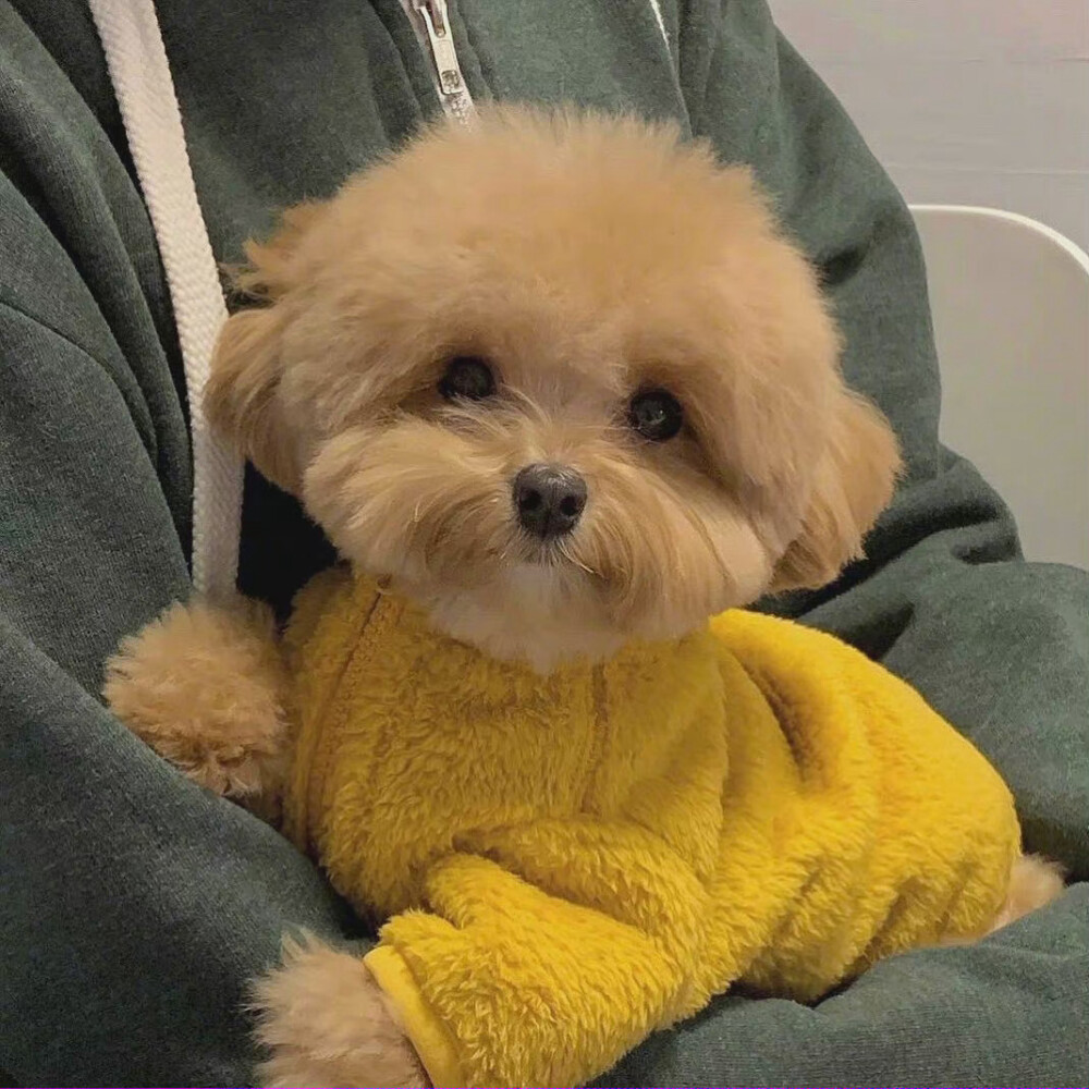 狗狗头像