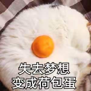 猫猫