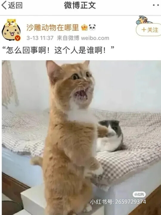 猫猫