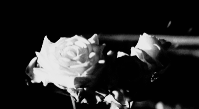 
凋落的白玫瑰 何时枯萎