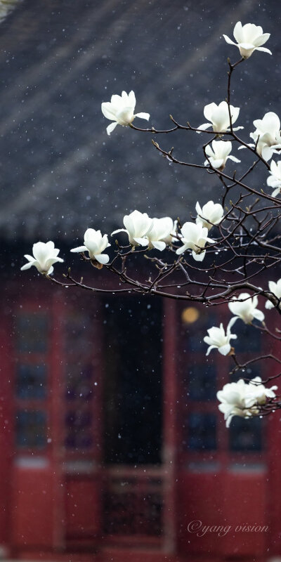 【2021古建繁花，拙政园春雨玉兰花】#苏州#拙政园，早春二月，春雨纷纷，玉兰盛开！ #藏在相册里的春天##晒晒你拍的春天# ​​​
摄影@影像视觉杨