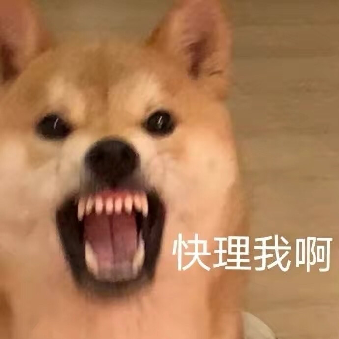 柴犬