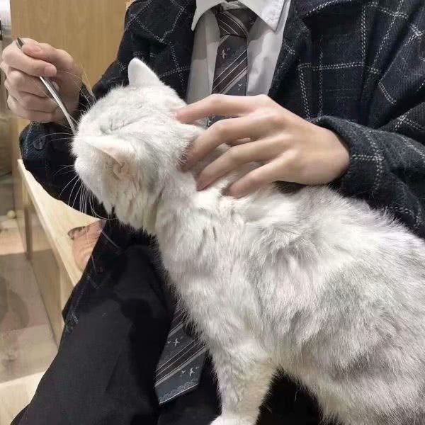 猫+狗