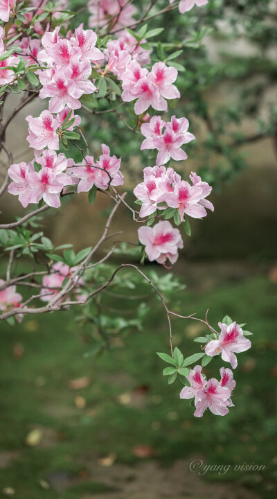 【2021古建繁花，留园杜鹃花】#苏州#留园，绽放在粉墙边的杜鹃花！