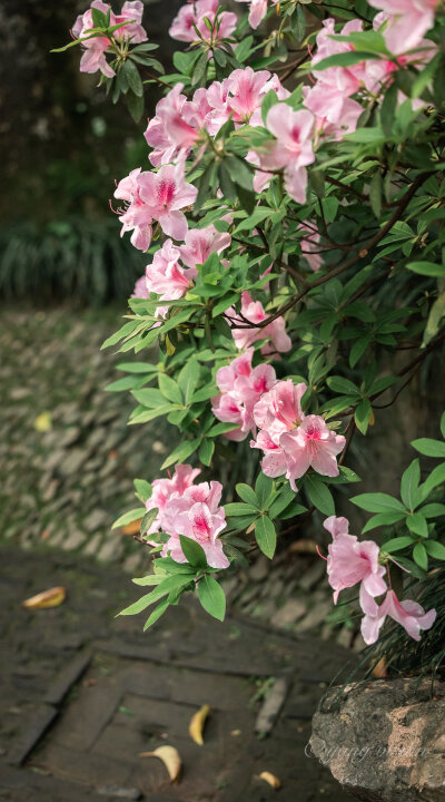 【2021古建繁花，留园杜鹃花】#苏州#留园，绽放在粉墙边的杜鹃花！