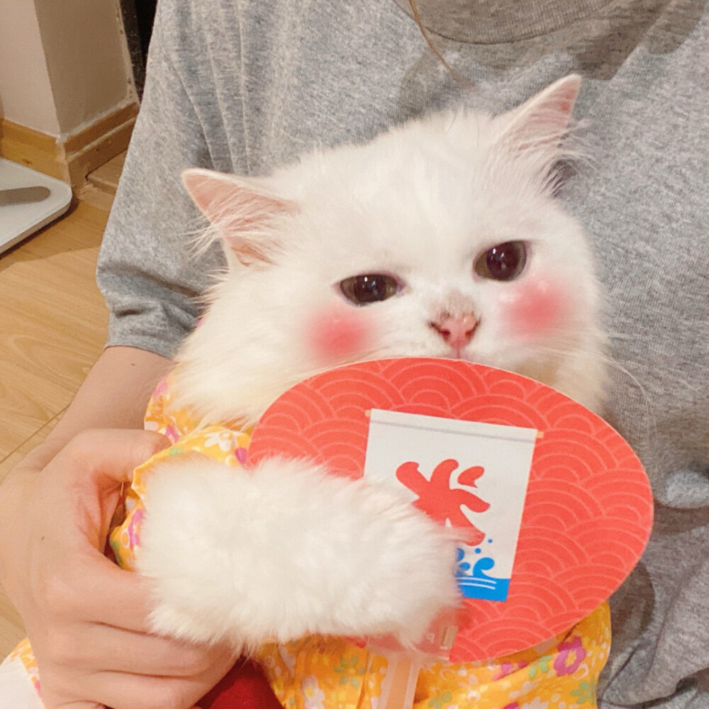 猫咪头像