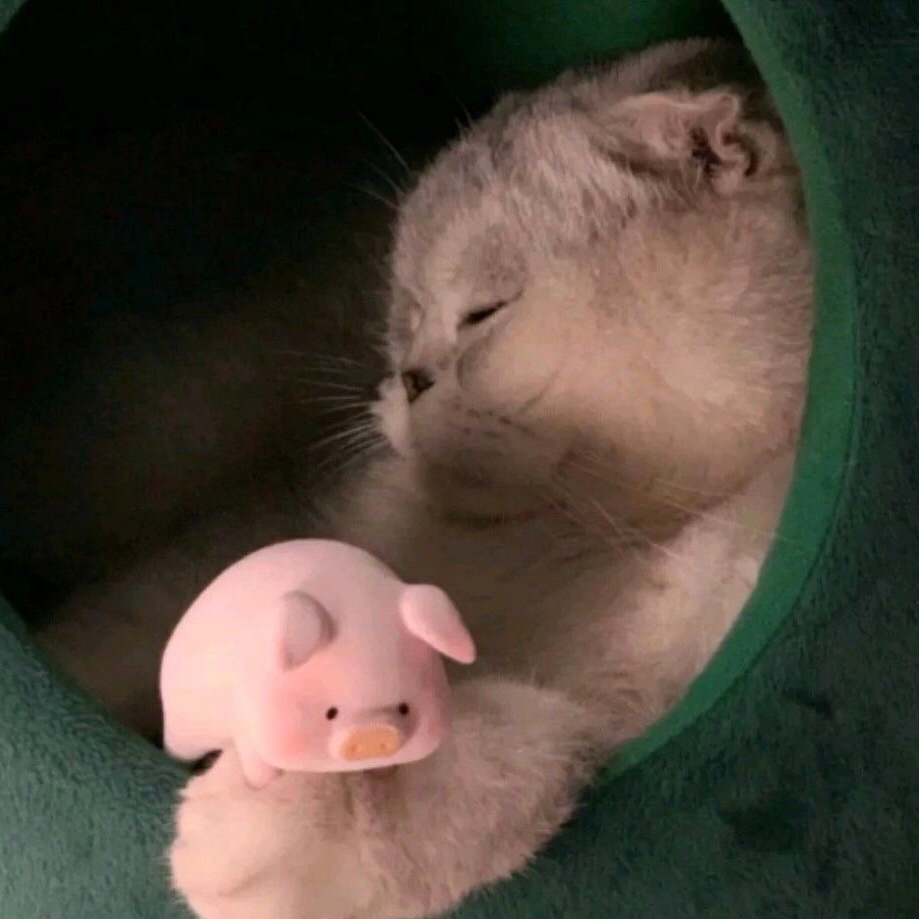 情侣头像
情侣/头像/可爱/动物/一对
礼貌抱图