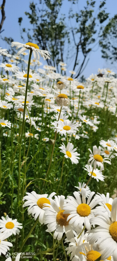 小雏菊