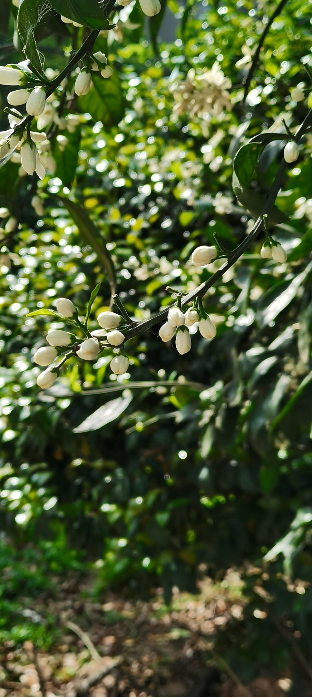 橘子花