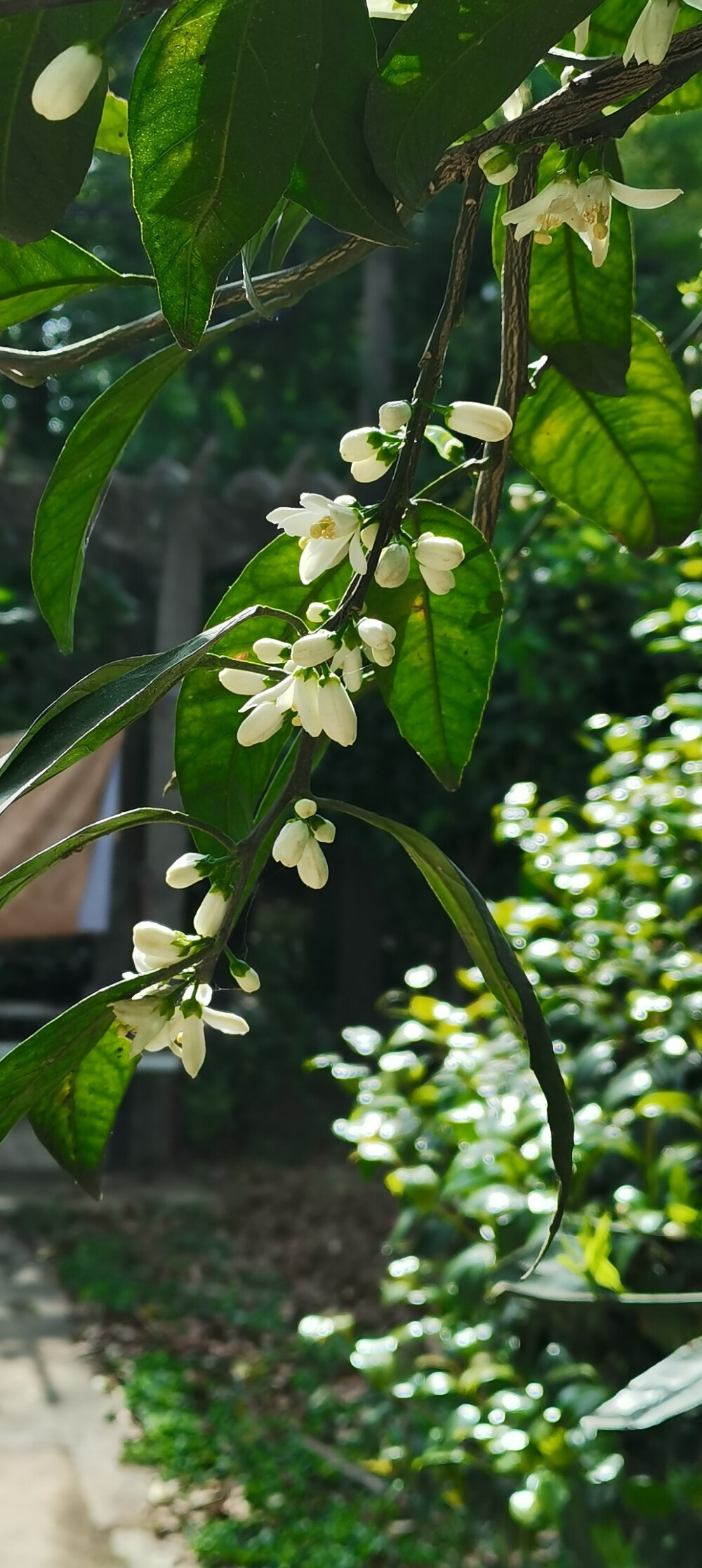 橘子花