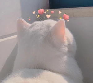 猫头像 堆糖 美图壁纸兴趣社区