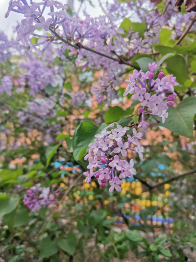 风起花香散