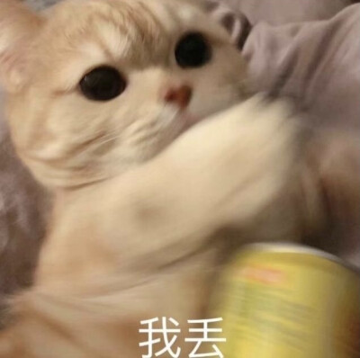 猫猫狗狗表情包