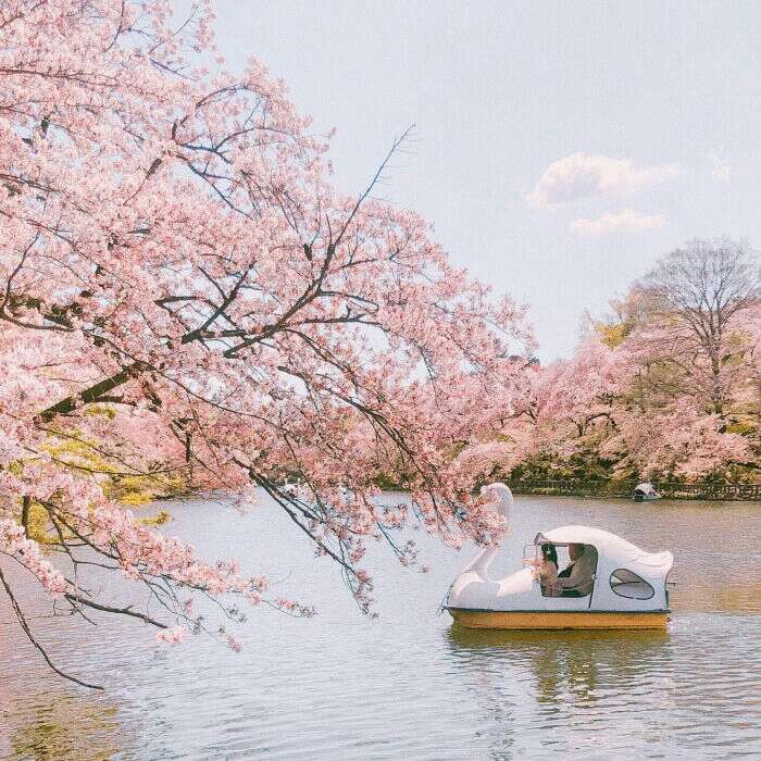 樱花 壁纸