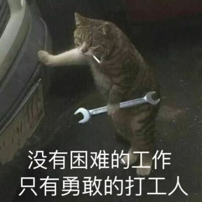 表情包 沙雕 猫