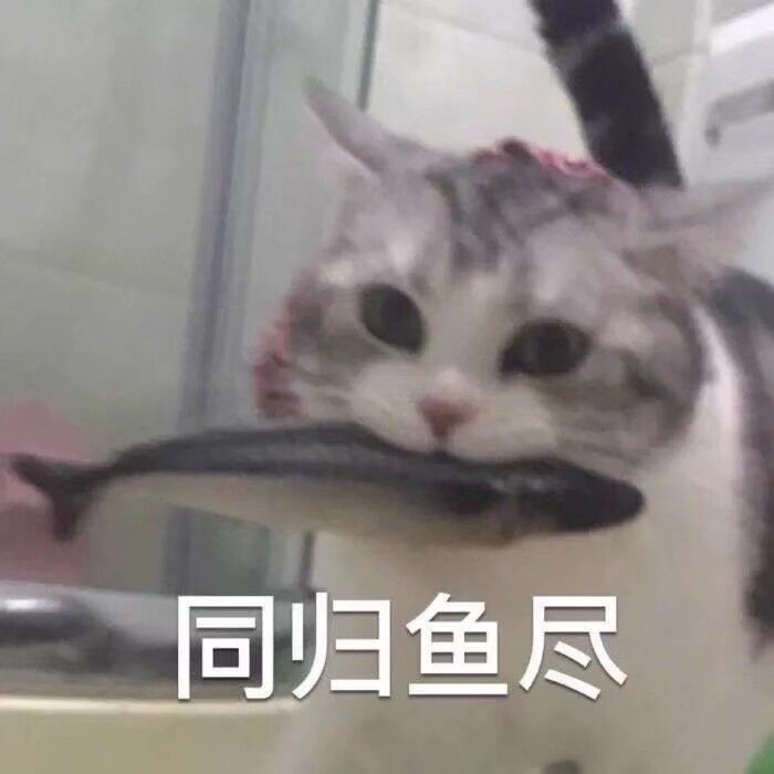 表情包 沙雕 猫