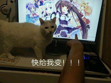 表情包 沙雕 猫