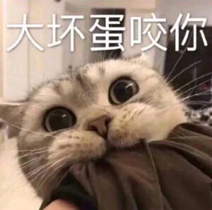 猫猫表情