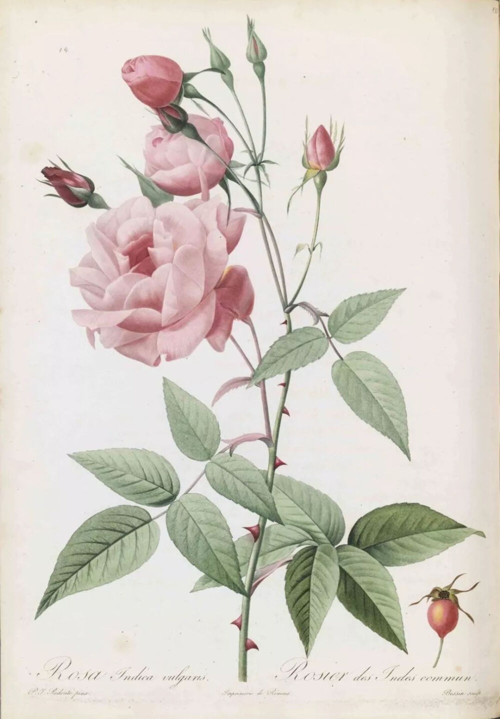 当时英国运送的东方“玫瑰”都要在印度种植一段时间，因此命名为“印度玫瑰（Rosa Indica）”的，有不少是中国产的蔷薇属植物。
