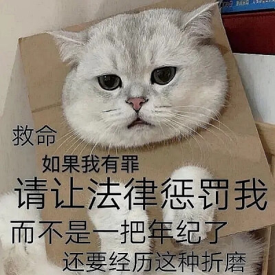 请让法律惩罚我