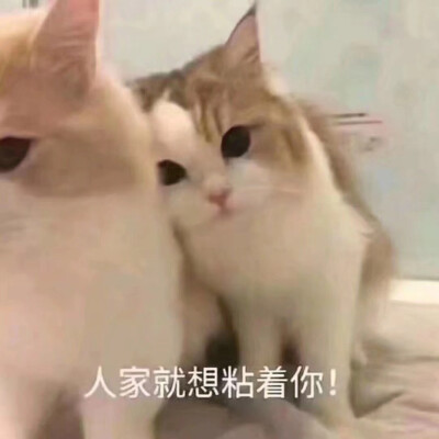 猫猫头