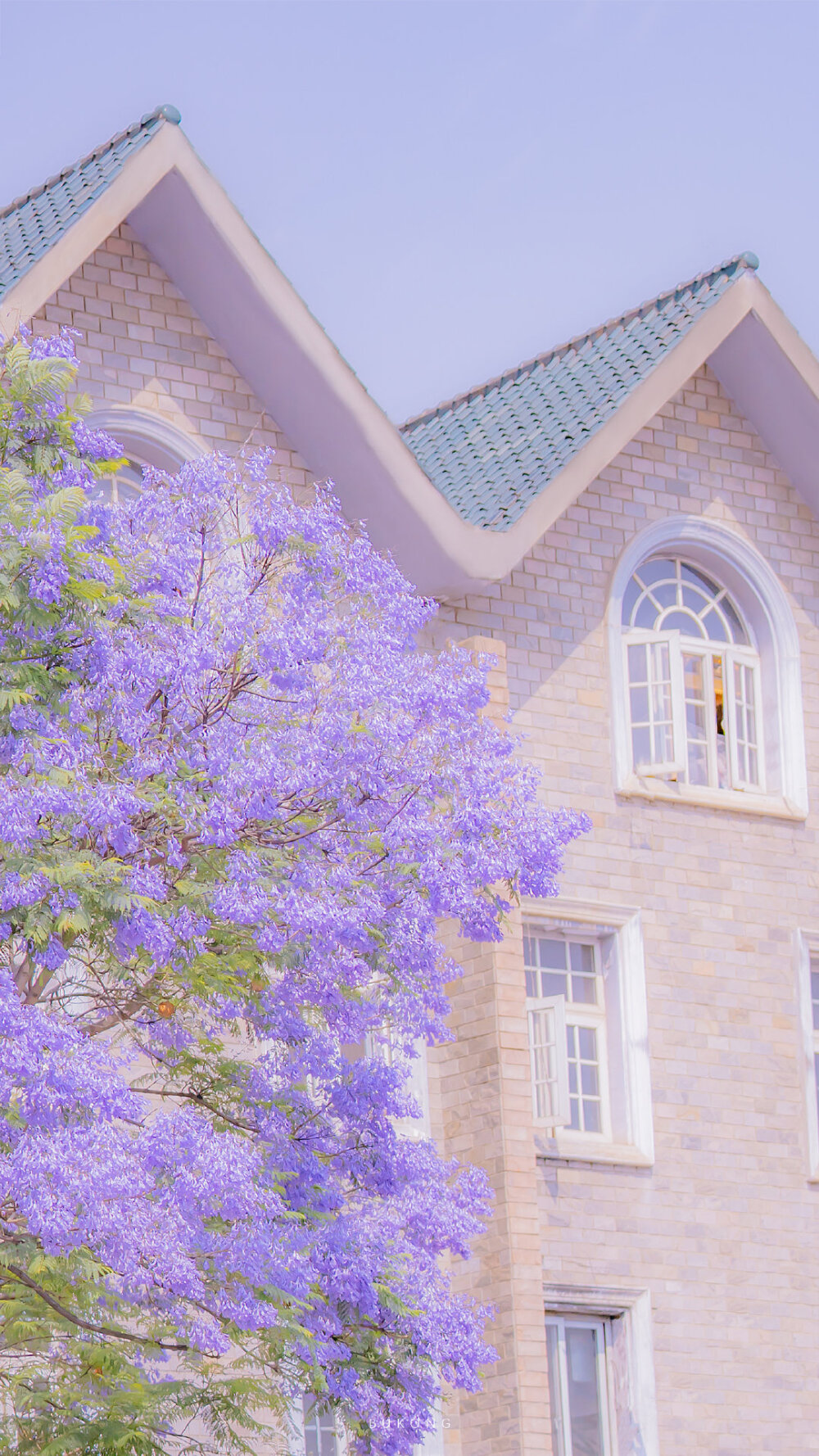 「 初夏限定，楹花微紫 」 ​​​
摄影：@大圣不空