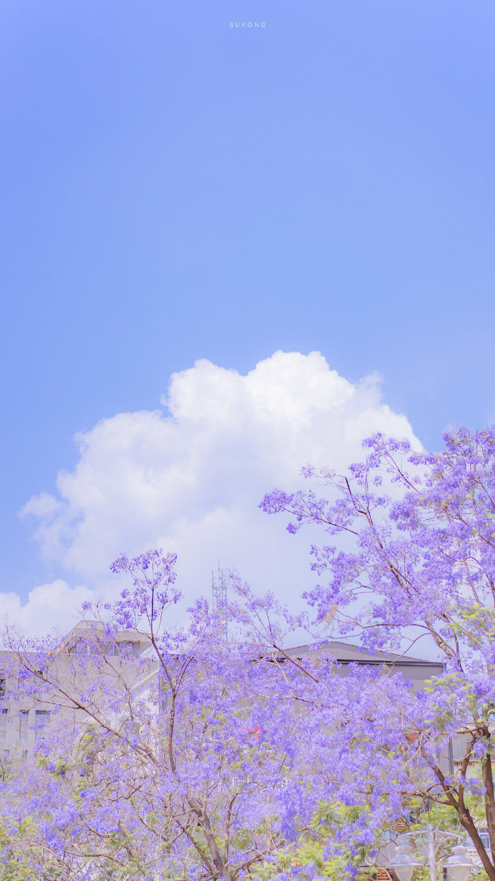 「 初夏限定，楹花微紫 」 ​​​
摄影：@大圣不空