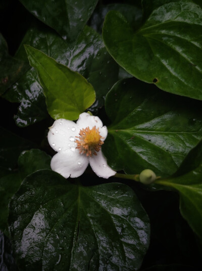 听风绕着雨
五月随手拍
五月里的
鱼腥草
马樱丹
仙人掌
雨珠
