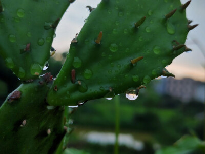 听风绕着雨
五月随手拍
五月里的
鱼腥草
马樱丹
仙人掌
雨珠
