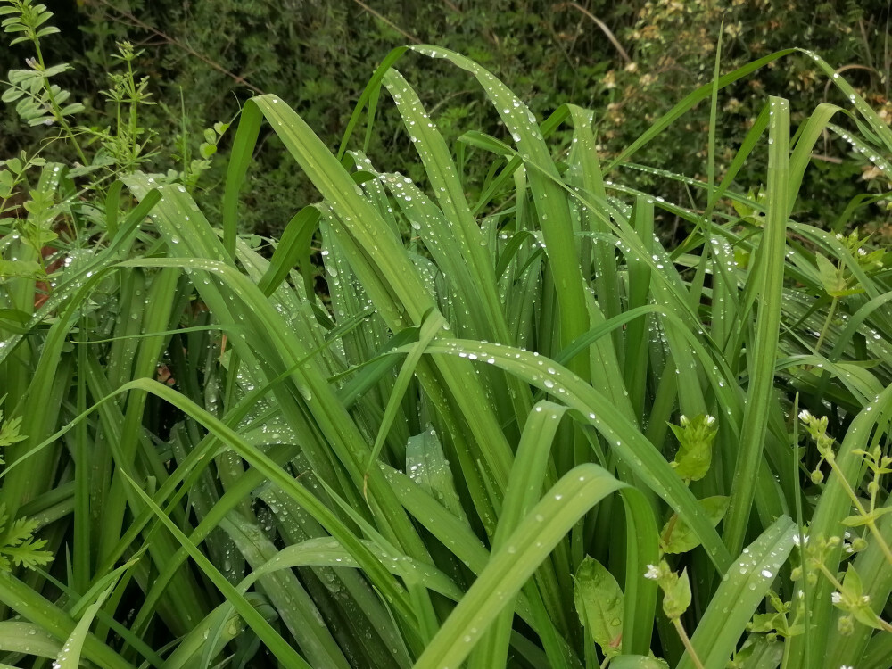 夏日前奏系列。