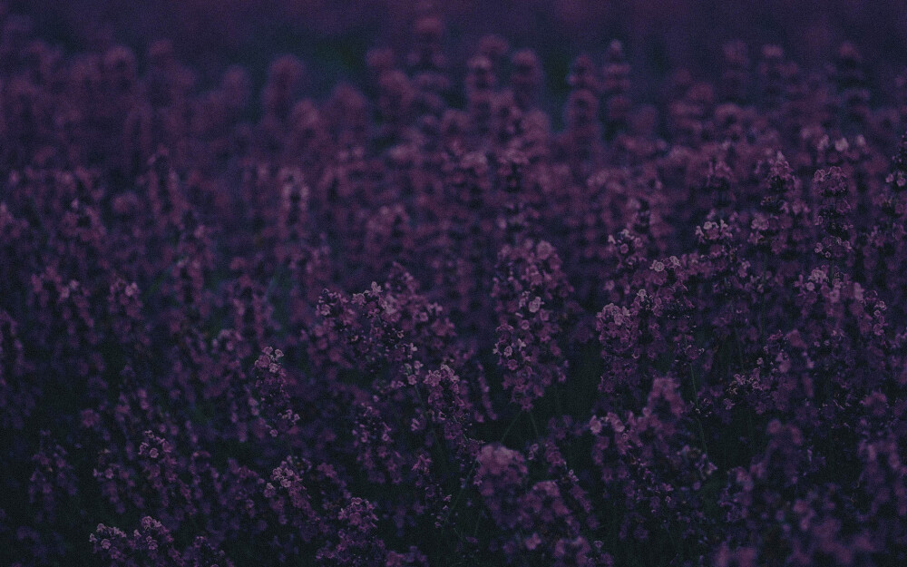 purple flowers