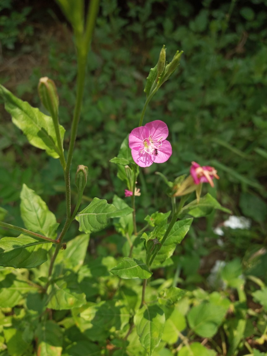 粉花月见草