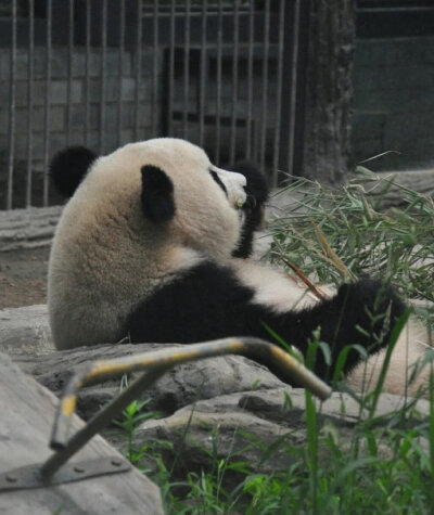 熊猫崽崽可爱头像