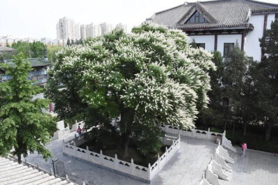 北京市朝阳区通惠河畔园区菩提园的一棵300年菩提树正开放着优雅清新的菩提花。