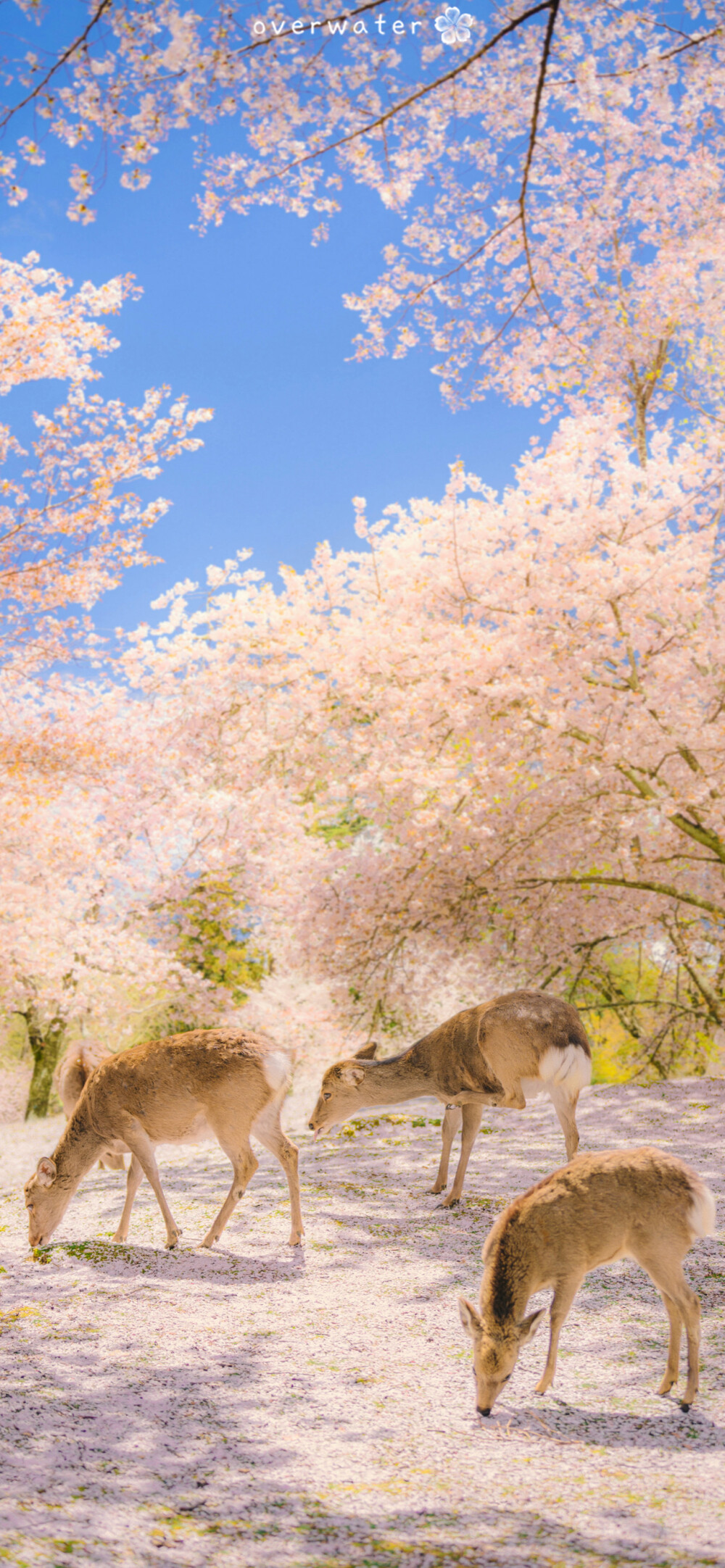 风景壁纸