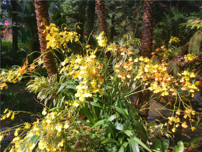 美丽吉安：茨坪挹翠湖公园黄色文心兰花开 婀娜多姿
日前，在井冈山茨坪挹翠湖公园内，黄色文心兰迎风绽放，犹如一只只小巧可爱的蝴蝶，婀娜多姿，暖心又漂亮，给人一种别致优雅的感觉。（摄/肖勇）