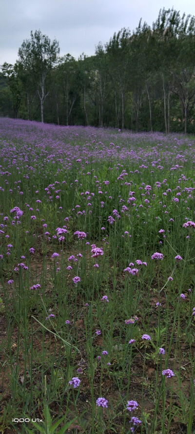 嵖岈山