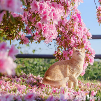 花与猫