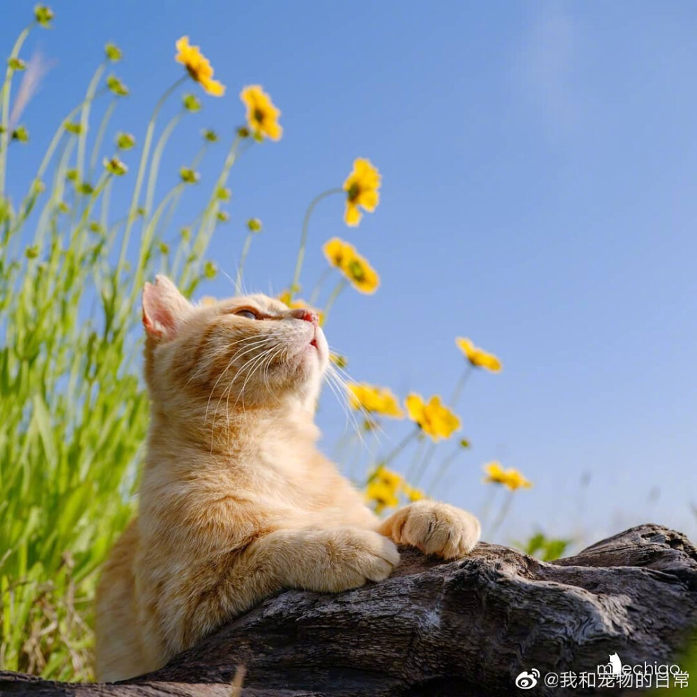 花与猫