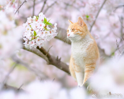 花与猫