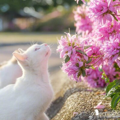 花与猫