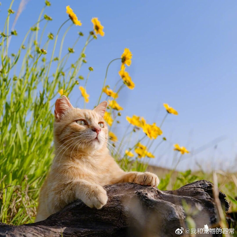 花与猫